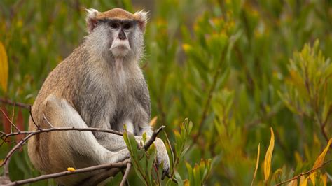 Missing monkeys return to Effingham County home | WSAV-TV