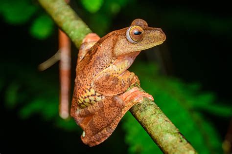 Panther Flying Frog Rhacophorus Pardalis