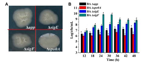 Figure From Multiple Modular Engineering Of Bacillus