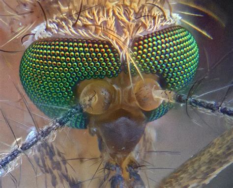 How Many Eyes Does A Mosquito Have End Mosquitoes