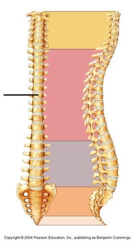 Vertebral Column And Thoracic Cage Flashcards Quizlet