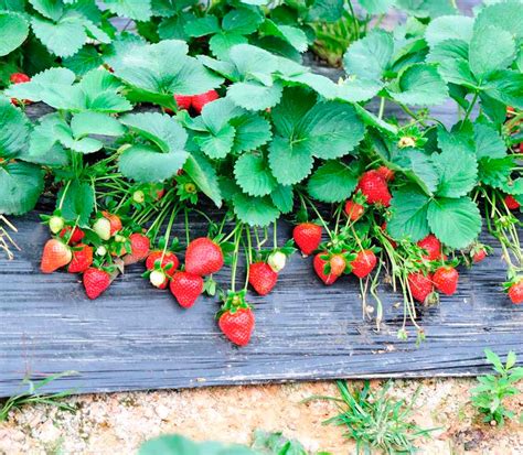 Посадка клубники в открытый грунт – сроки, схема высадки