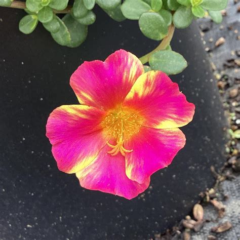 Portulaca oleracea 'Mega Pazzaz Pink Twist' ~ Monrovia® Mega Pazzaz™ P