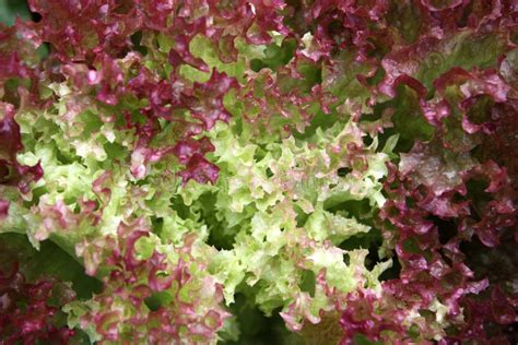 Lollo Rosso stock photo. Image of growing, farm, organic - 21185782