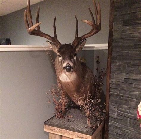 1000 Images About Whitetail Mounts On Pinterest Horns Deer Hunting