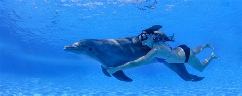 Swimming With Dolphins In Cabo San Lucas