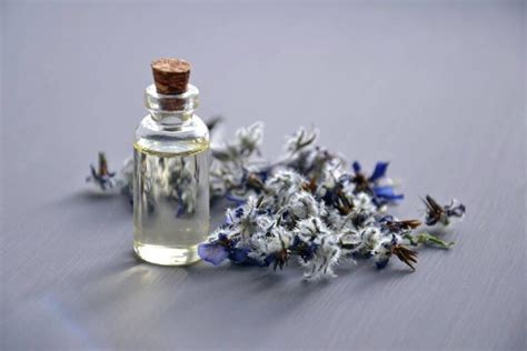 Olio Di Borragine Proprietà Uso Benefici Per Corpo E Capelli Prezzo