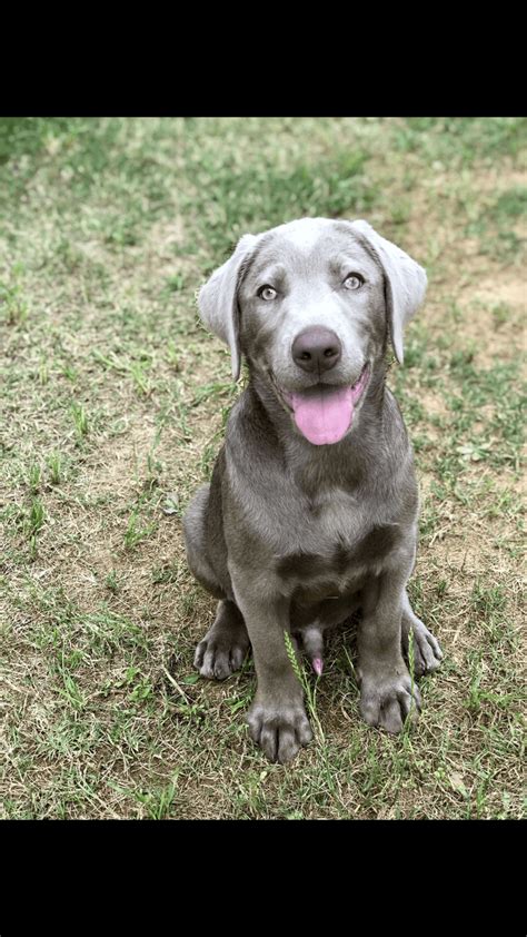 Labrador Retriever Puppies For Sale Charlotte Nc 330290