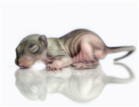 Newborn Baby Squirrels