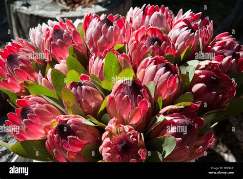 African Savanna Flowers