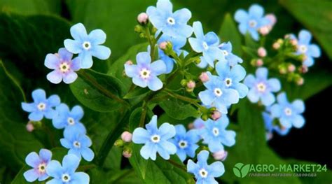 Список растений с голубыми цветами, фото – Agro-Market24