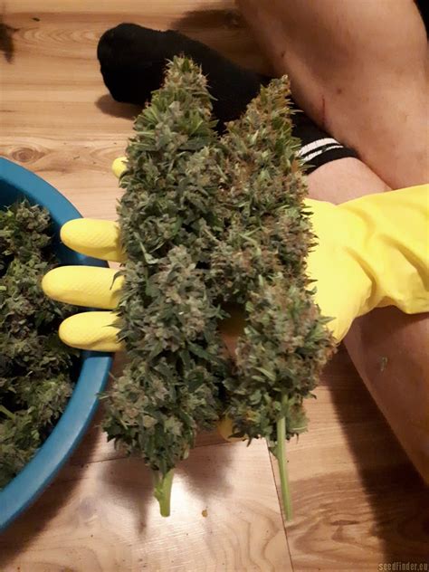 Strain Gallery Sensi Skunk Sensi Seeds Pic 23070 By Sensi Seeds