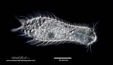 Photographing Gastrotrichs - The Canadian Nature Photographer