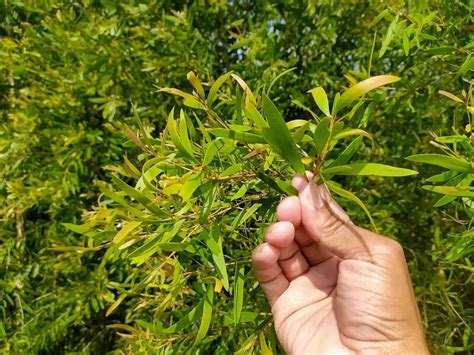 menanam kayu putih  tips perawatannya  tepat