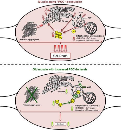 Aging Cell X Mol