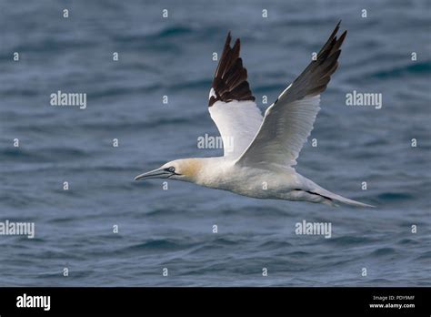 Adult Northern Gannet Sula Bassana Morus Bassanus Flying Stock Photo