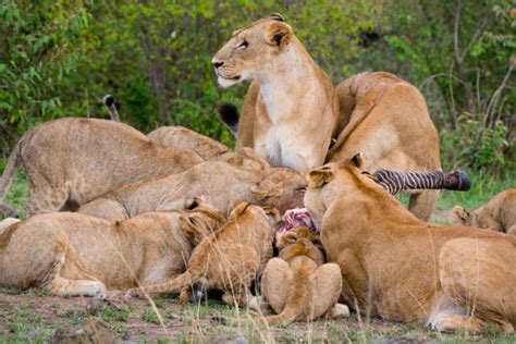 Lion Eating Zebra Stock Photos, Pictures & Royalty-Free Images - iStock