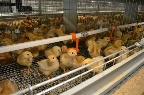 Мой Сыктывкар - Новости Новости : Стало известно, когда продукция из ...