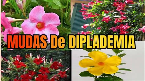 MANDEVILLA Hoje Mostro Como Fazer Mudas Dessa Delicia De Planta