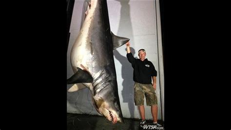 Mako Shark Archives - Tracking Sharks