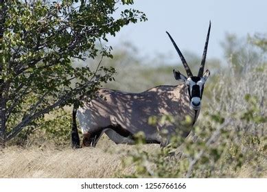 Oryx Tall Horns Etosha Namibia Stock Photo (Edit Now) 1256766166