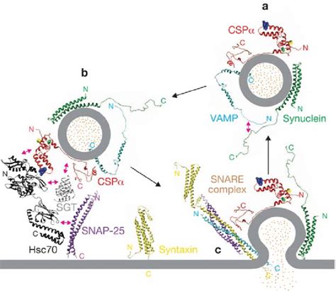 The Role Of Synuclein Syn In Neurotransmission By Promoting