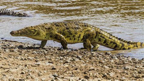 Prehistoric Crocodile Evolution