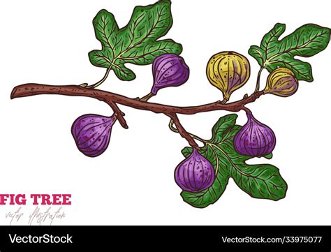 Fig Tree Drawing