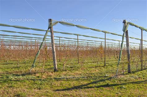 Piante Di Kiwi — Foto Stock © Scrisman 38325707