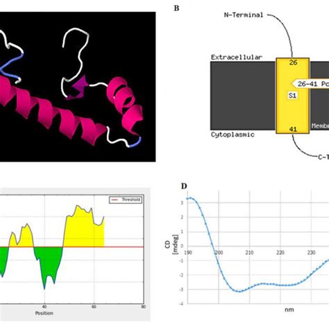 Structural Prediction Of The Peptide Identified In This Study A