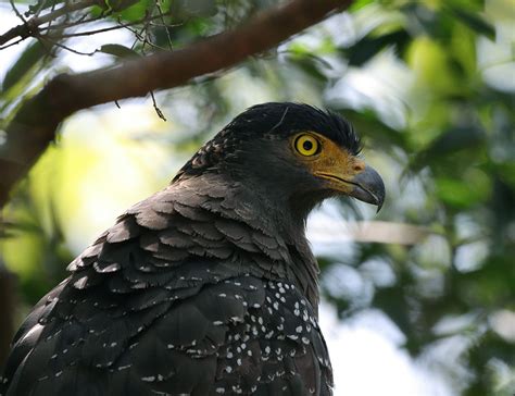 unveiling  majesty   crested serpent eagle  comprehensive bio