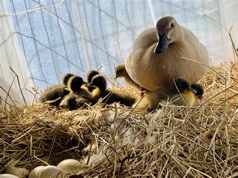 I’m so proud of my momma duck : r/duck