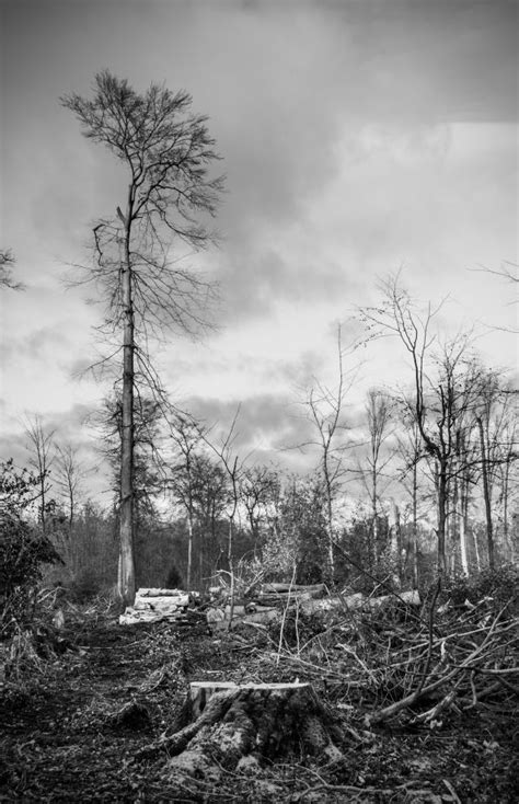 Images Gratuites paysage arbre la nature forêt région sauvage