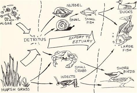 Grazing Food Chain vs. Detritus Food Chain: Understanding Ecosystems ...