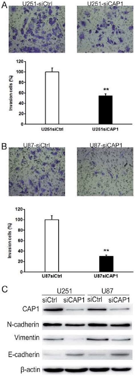 Knockdown Of Cap Inhibits The Cell Invasion Of Glioma Cells A And B