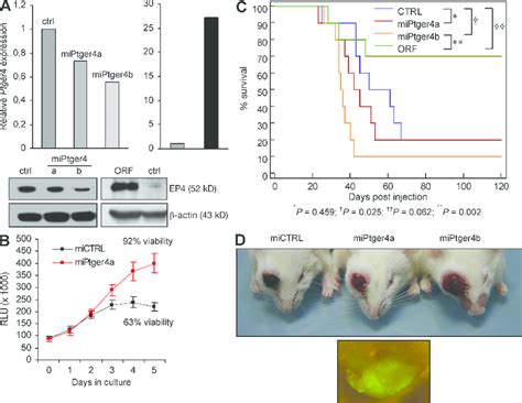 ptger   candidate tumor suppressor   cells  stable  cell