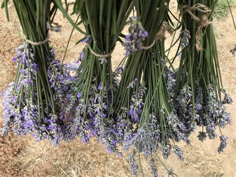 Lavender Love — Bonnie Jo Manion | French Country Living