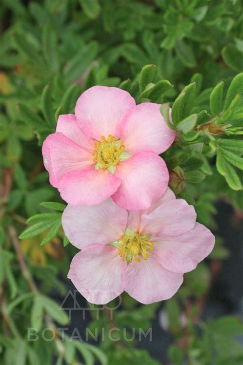 Лапчатка кустарниковая Лавли Пинк Lovely Pink. Продажа Лапчатки ...
