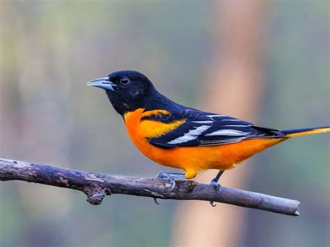 Orange And Black Bird List With Birds With Photos Id Info