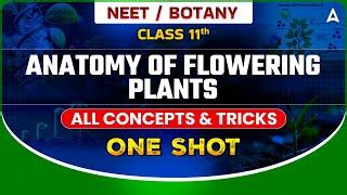 Morphology Of Flowering Plants And Anatomy Of Flowering Plants Class 11