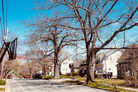 Halifax Tree Project