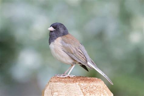 23 Species of Sparrows in Florida: An In-Depth Look