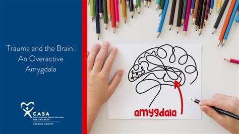 Trauma And The Brain An Overactive Amygdala Henrico Casa