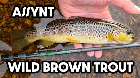 Fly Fishing Scotland Assynt Wild Brown Trout Angling Scotland Youtube