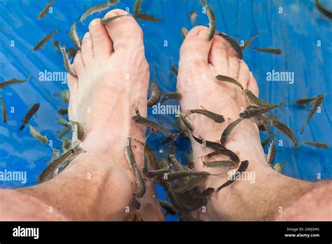 Doctor Fish Cleaning Male Feet In A Spa Garra Rufa Or Red Garra Fish