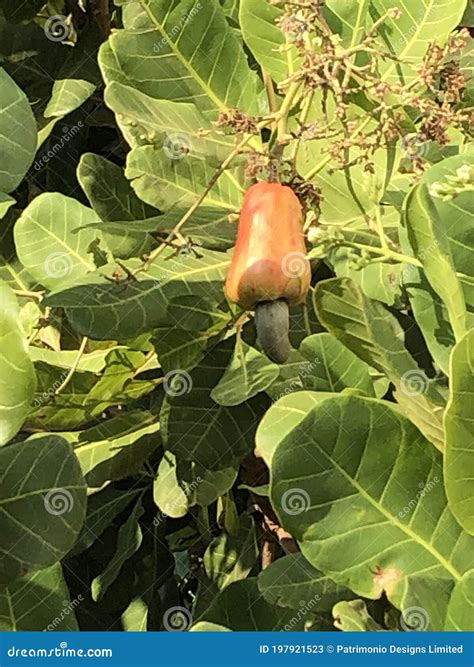 cashew tree picture 1
