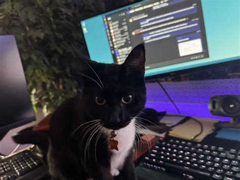 why cats are scared of water 7