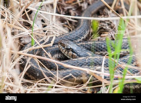 A Common Garter Snake Thamnophis Sp Coiled In The Grass Washington