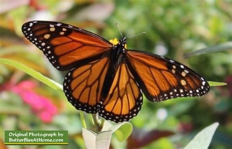 Texas Butterflies Species Resources Texas Butterfly Centers Texas