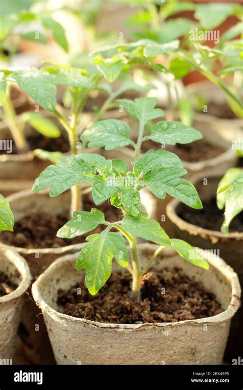 Solanum Lycopersicum Semillas De Tomate Cultivadas En Casa En Macetas